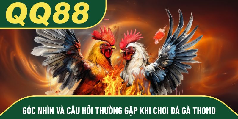 Góc nhìn và câu hỏi thường gặp khi chơi đá gà Thomo